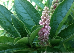 Phytolacca bogotensis
