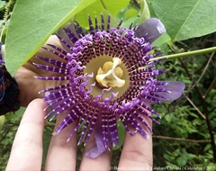 Passiflora seemannii