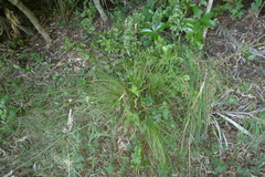 Carex flagellifera