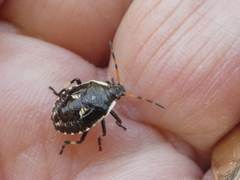 Cermatulus nasalis nasalis