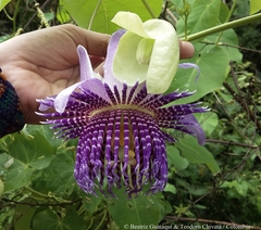 Passiflora seemannii