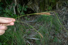 Carex flagellifera