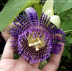 Passiflora seemannii