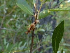 Salix tracyi