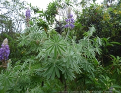Lupinus bogotensis