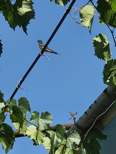 Barn Swallow