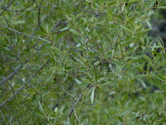 Salix tracyi