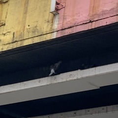 Columba livia domestica