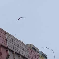 Columba livia domestica