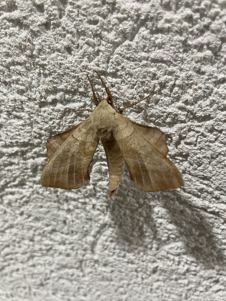 Walnut Sphinx from Cori Dr, Belton, TX, US on July 17, 2023 at 03:12 AM ...