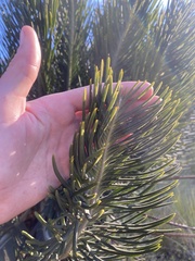 (c) migsgreenworld, some rights reserved (CC BY) Encephalartos ghellinckii, photograph (c) migsgreenworld, some rights reserved (CC BY)