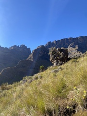 Mountain Cycad (Encephalartos ghellinckii)