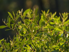 Salix tracyi