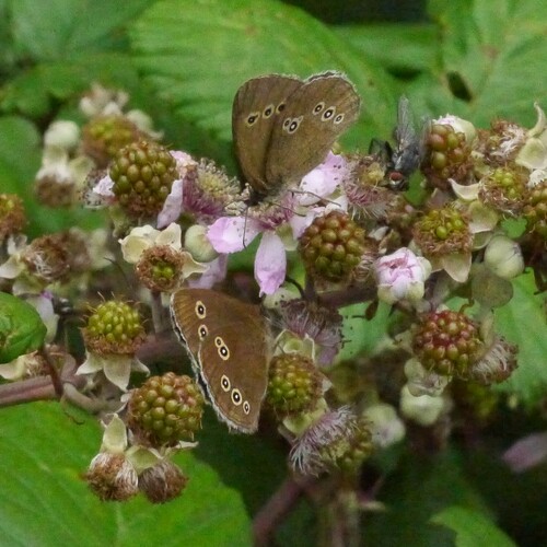 Ringlet