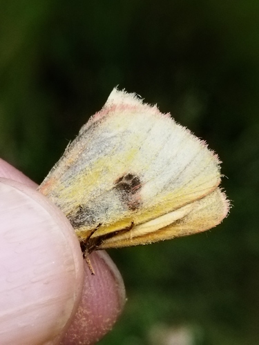 Clouded Buff photo 3