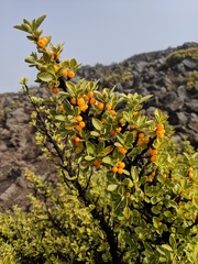 Coprosma montana