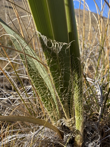 Moraea alticola, photograph 3