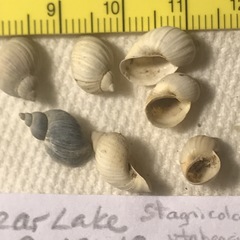 Ladislavella utahensis