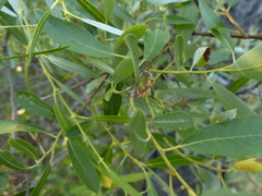 Salix tracyi