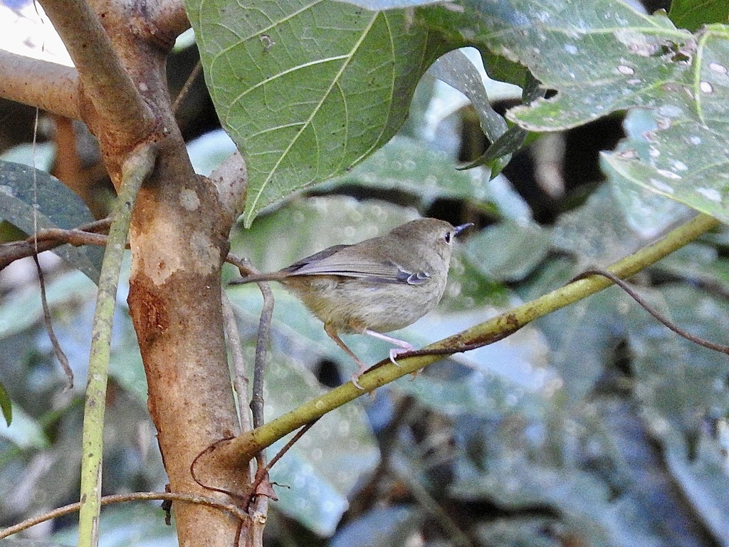 Large-billed Scrubwren from Oak Forest Rd, Kuranda, QLD, AU on July 17 ...