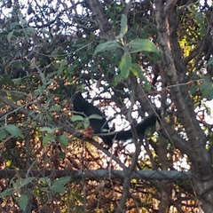 Sciurus aureogaster nigrescens