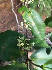 Melodinus australis