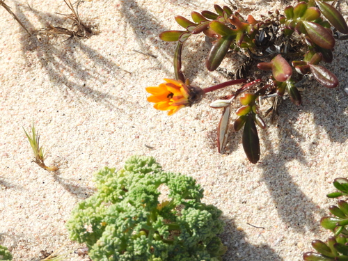 Image of Gazania pectinata by (c) amantedarmanin, some rights reserved (CC BY)