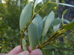 Salix tracyi