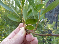Salix tracyi