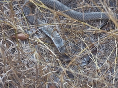 Cubophis cantherigerus