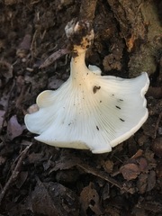 Lentinus sajor-caju