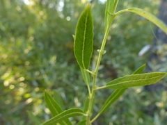 Salix tracyi
