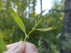 Salix tracyi