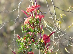 Ipomoea microdactyla