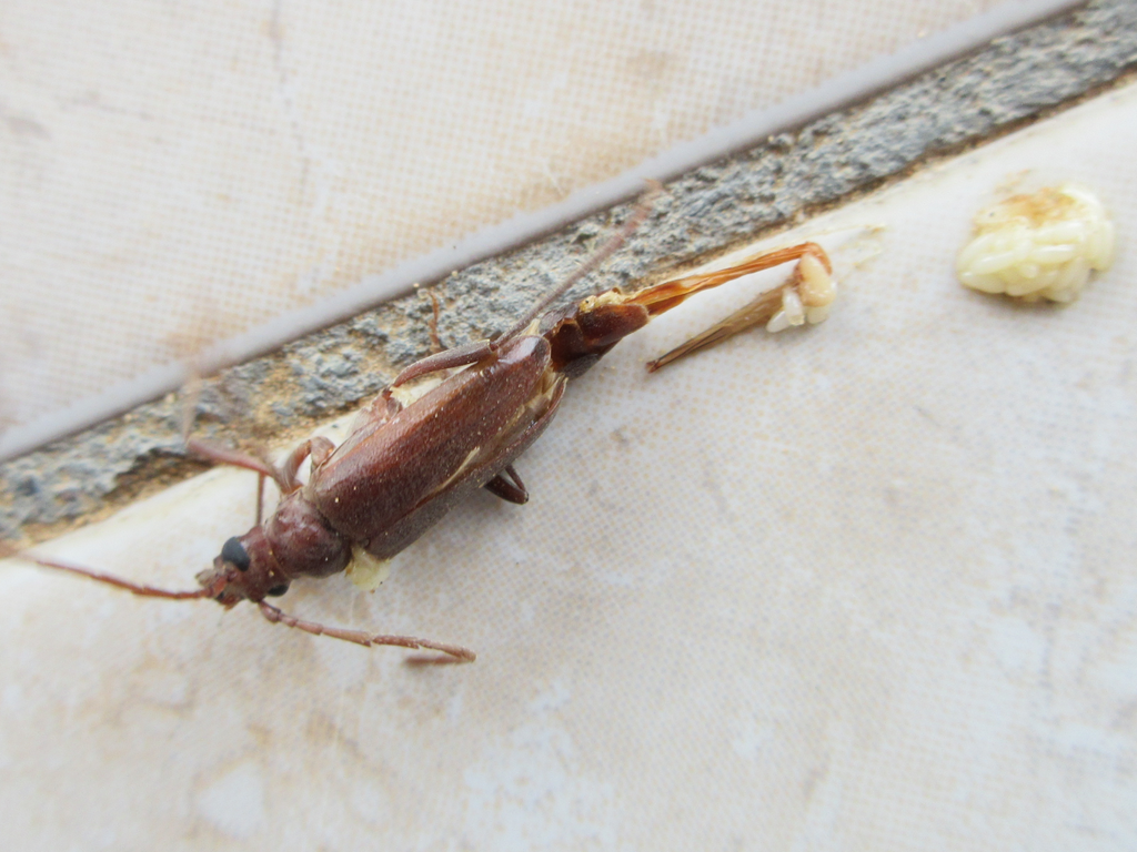 Apatophysis serricornis