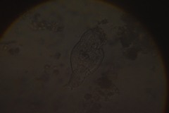 Anuraeopsis fissa