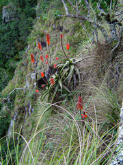 Aloe cameronii image
