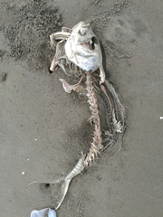 Caranx