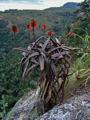 Aloe cameronii image