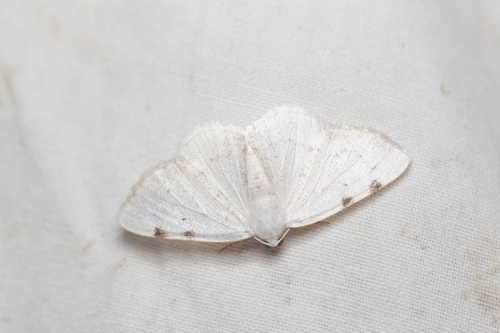 White-pinion Spotted