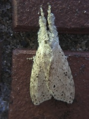 Calliteara angulata