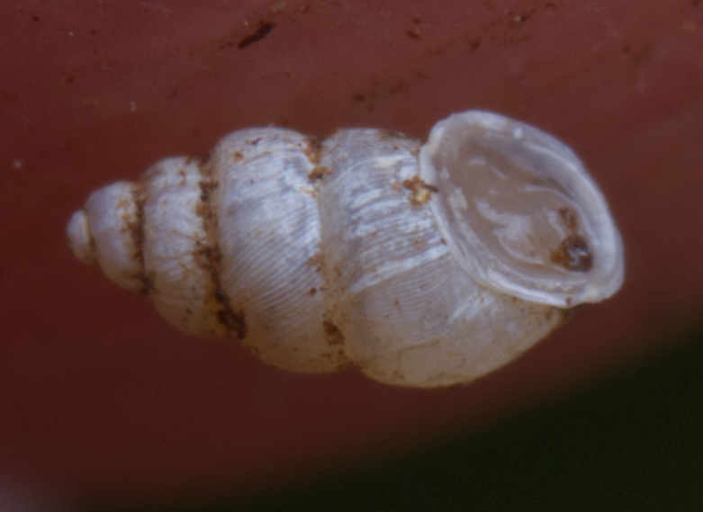 Carychium noduliferum