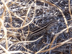 Leiocephalus onaneyi