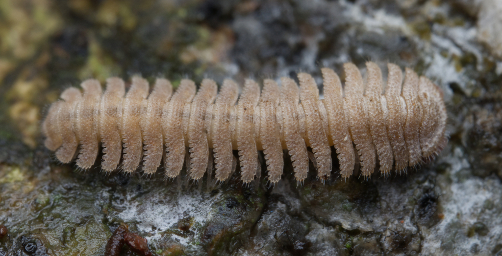 Kiusiunum longisetum