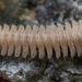 Kiusiunum longisetum - Photo (c) Bruno Bell,  זכויות יוצרים חלקיות (CC BY-NC), הועלה על ידי Bruno Bell