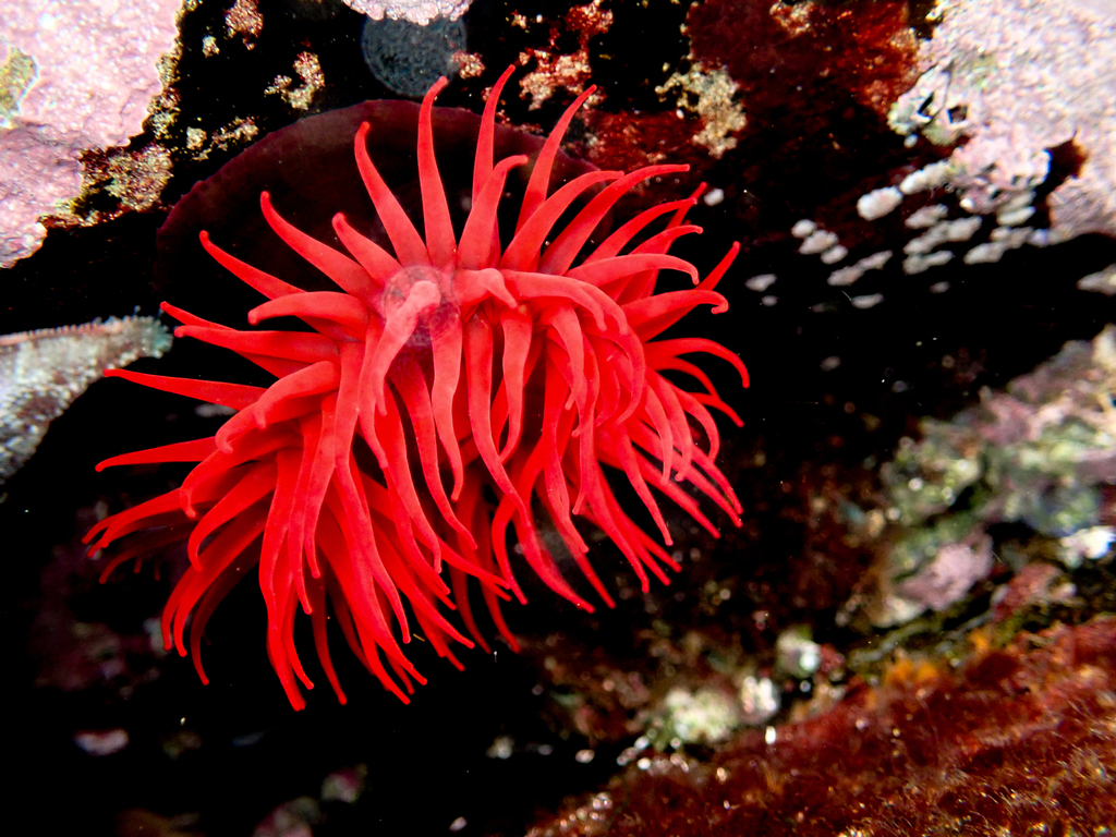 Waratah Anemone from Bateau Bay Beach, NSW, Australia on July 17, 2023 ...