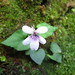 Viola formosana kawakamii - Photo (c) 灶馬, osa oikeuksista pidätetään (CC BY-NC), lähettänyt 灶馬