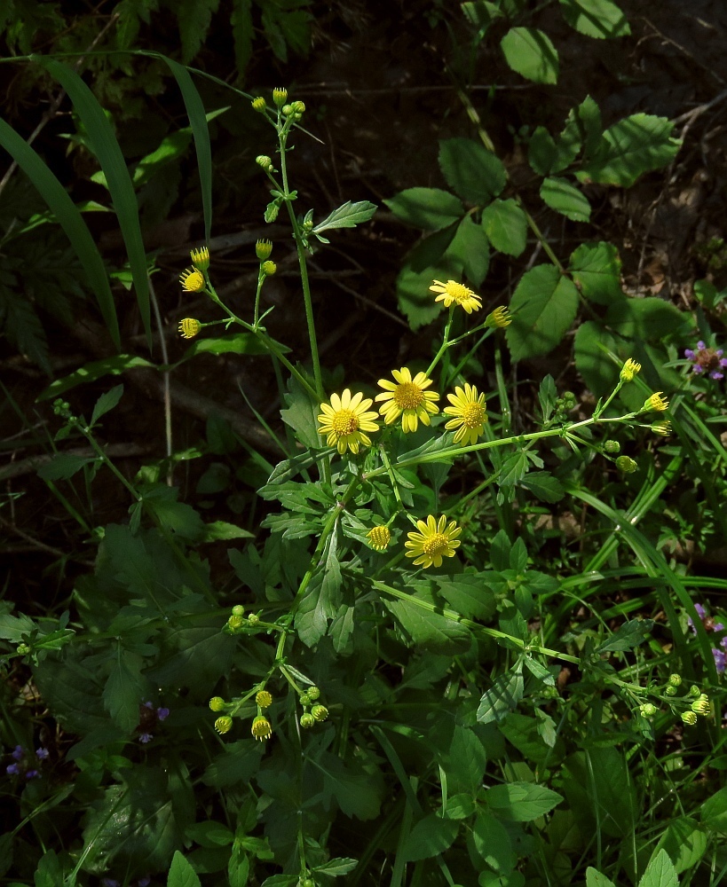 Senecio errático
