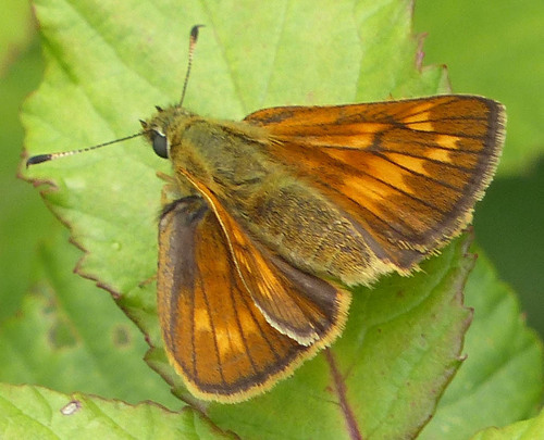 Ochlodes sylvanus