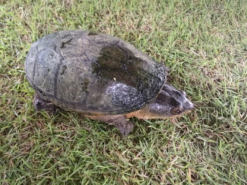 Narrow-bridged Musk Turtle, Claudius angustatus
